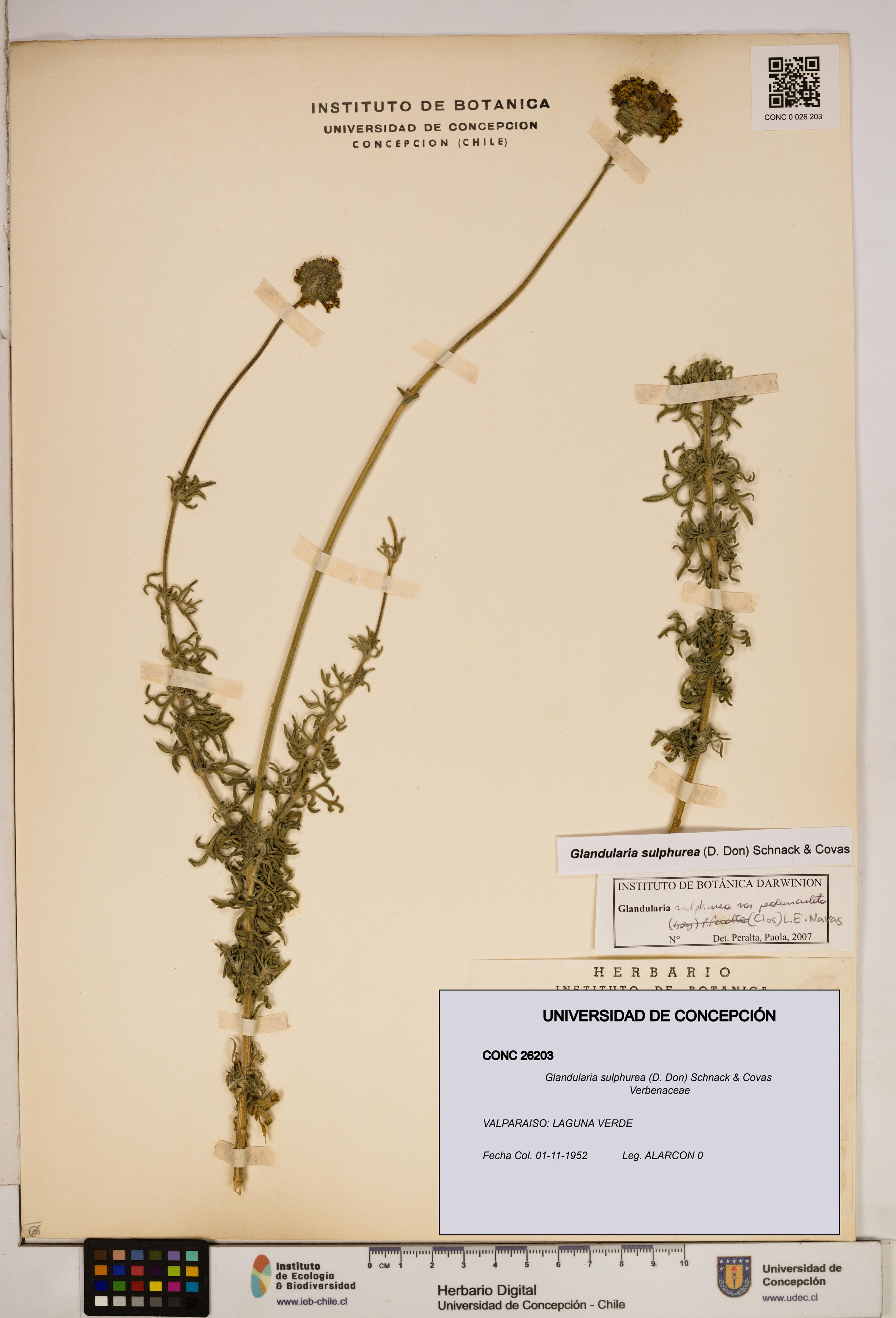 Glandularia sulphurea [Espécimen: ]
