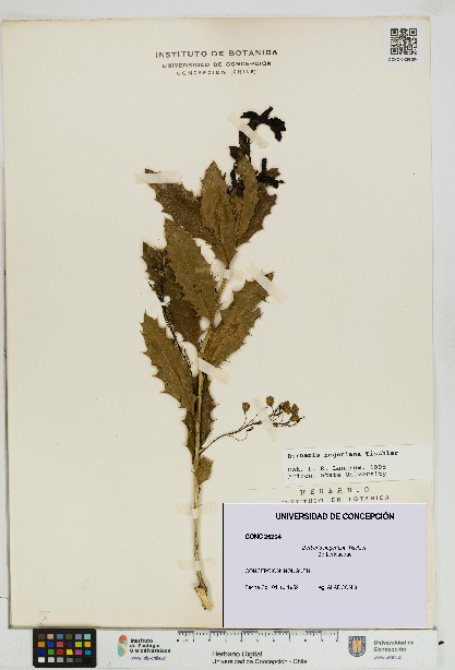 Berberis negeriana [Espécimen: UDEC:CONC:0026204]