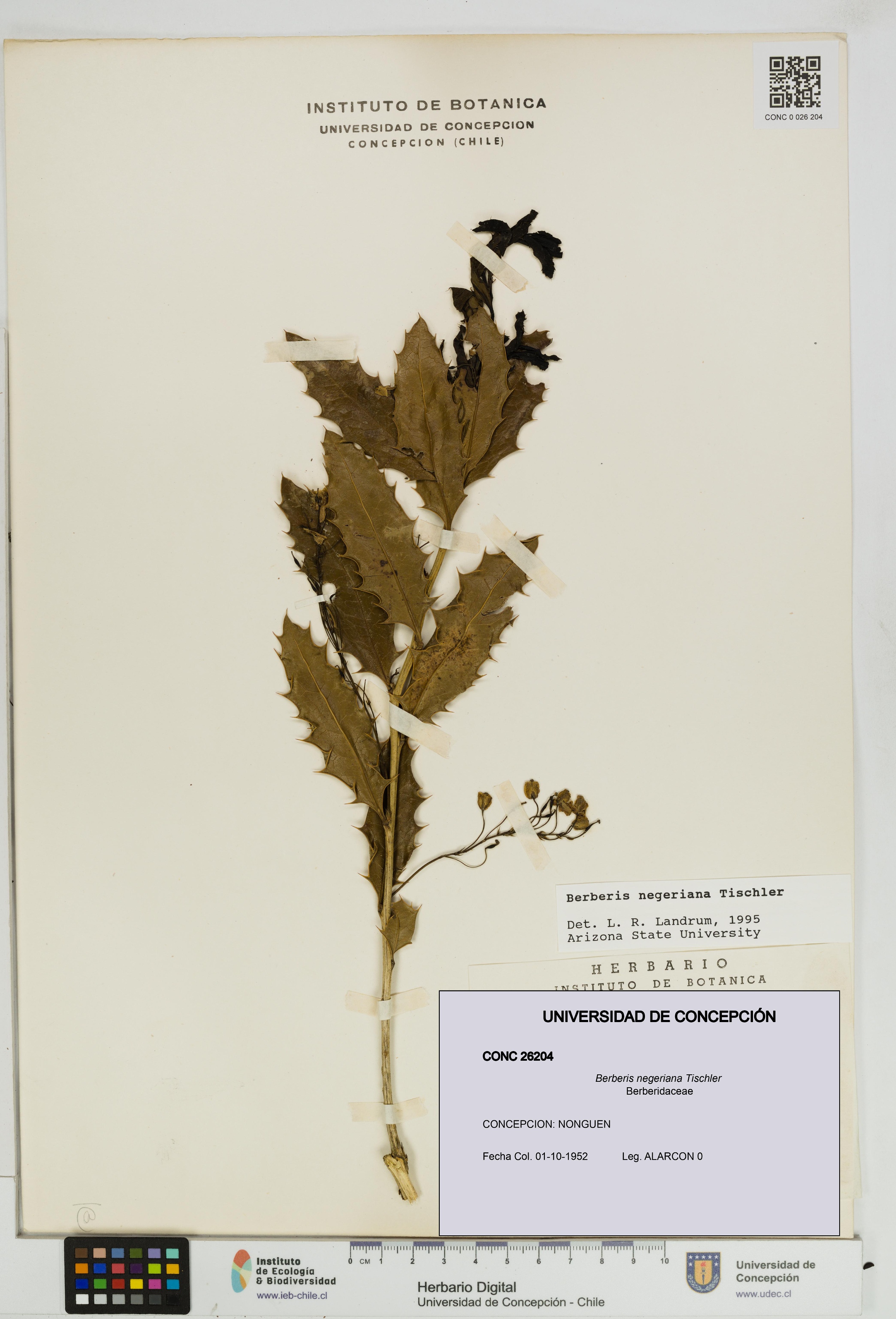 Berberis negeriana [Espécimen: UDEC:CONC:0026204]