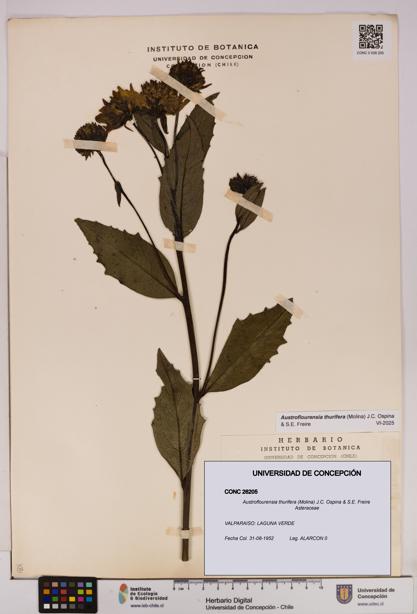 Austroflourensia thurifera [Espécimen: UDEC:CONC:0026205]