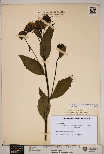 Austroflourensia thurifera [Espécimen: ]
