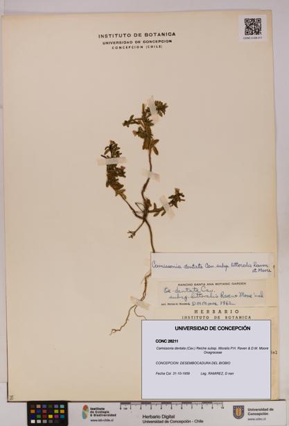 Camissonia dentata subsp. littoralis [Espécimen: UDEC:CONC:0026211]