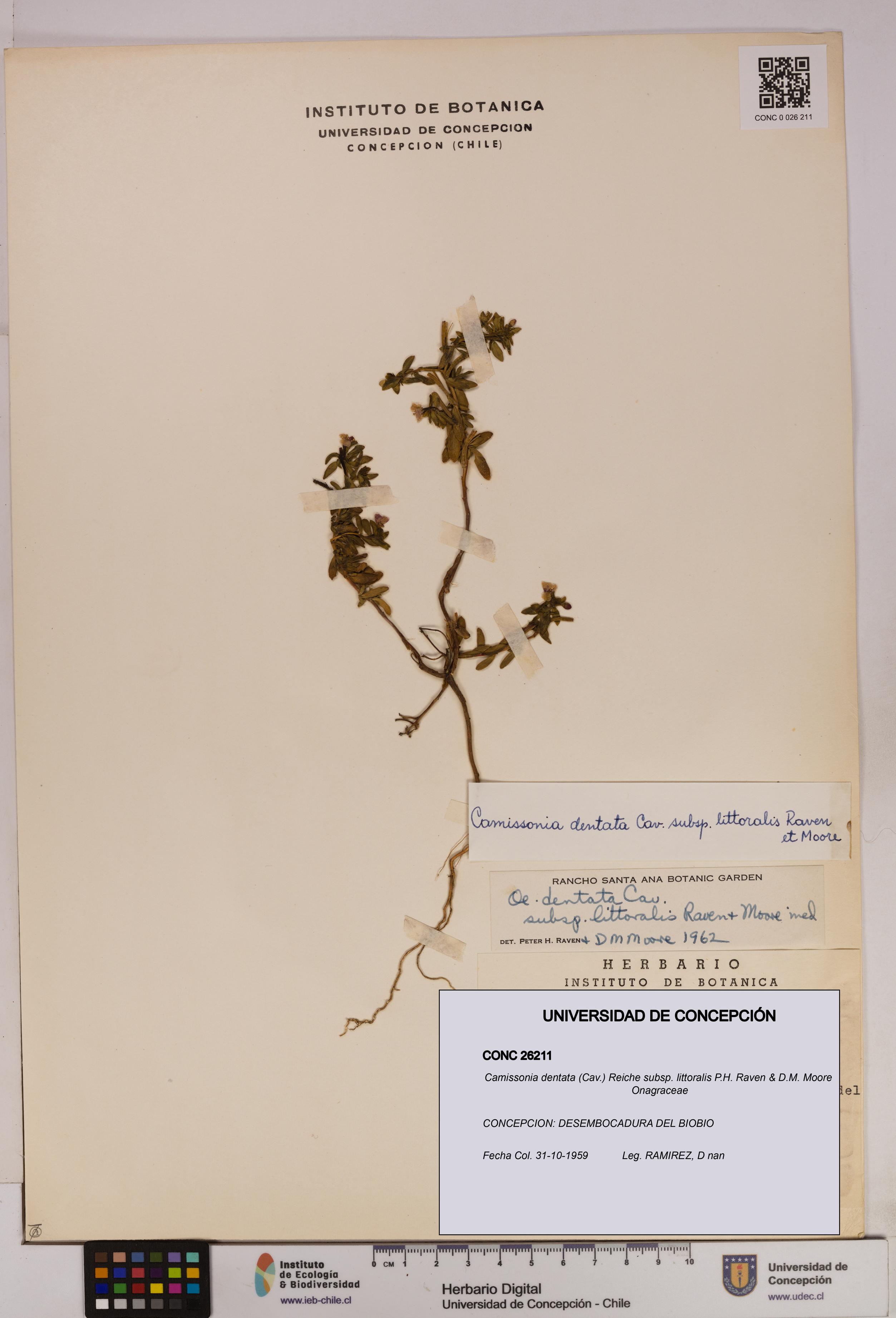 Camissonia dentata subsp. littoralis [Espécimen: UDEC:CONC:0026211]