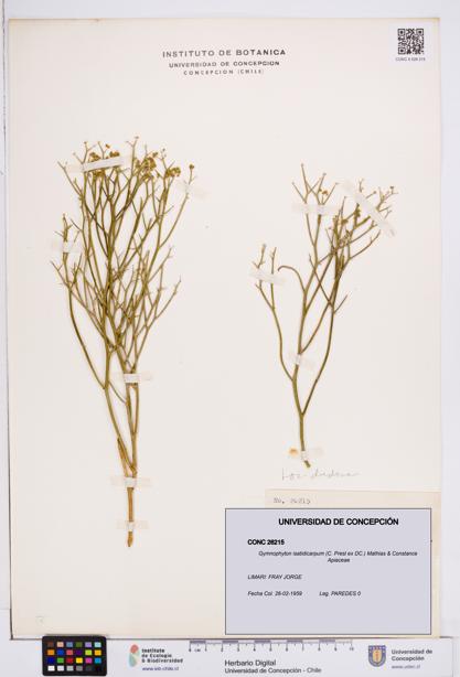 Gymnophyton isatidicarpum [Espécimen: ]