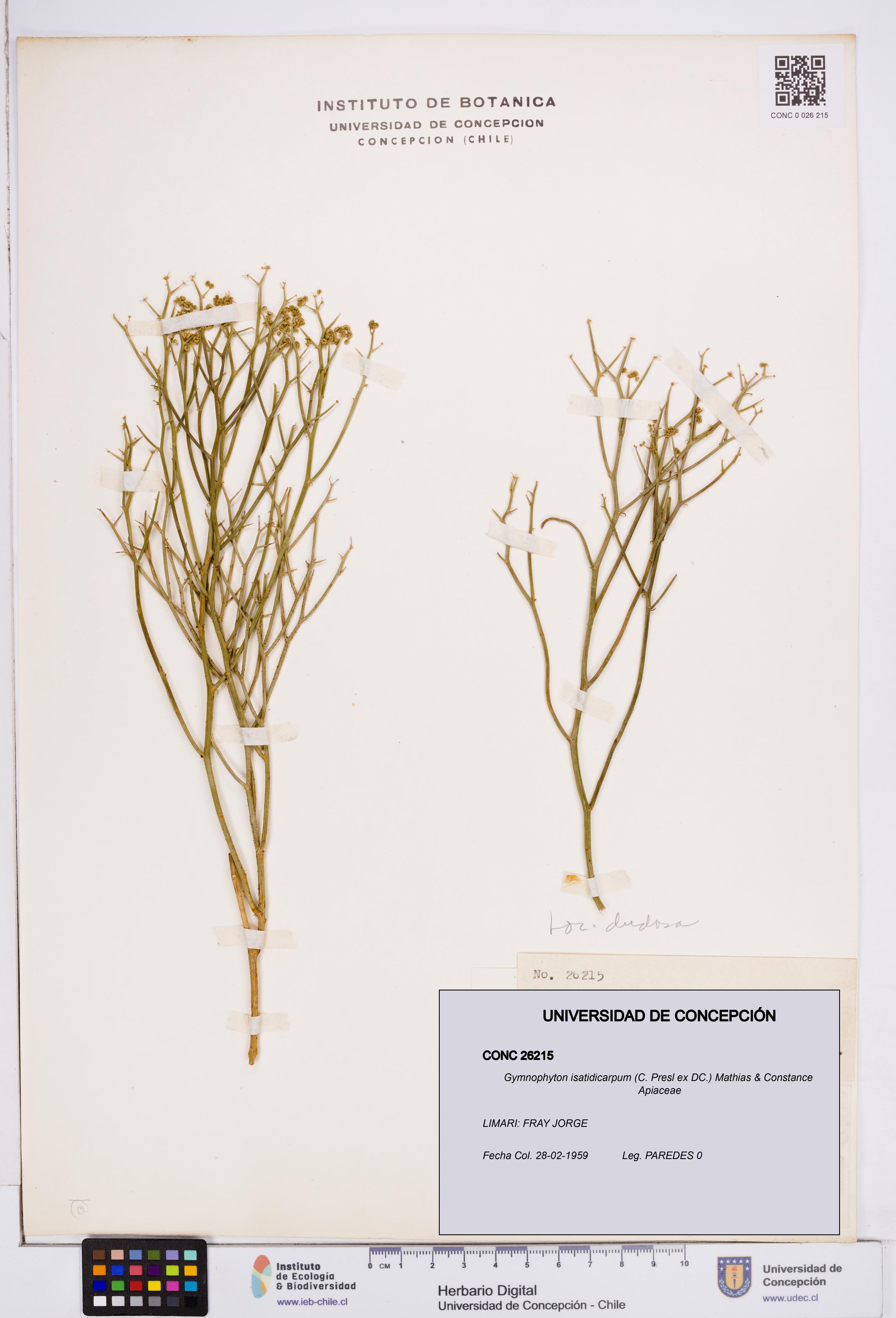 Gymnophyton isatidicarpum [Espécimen: ]