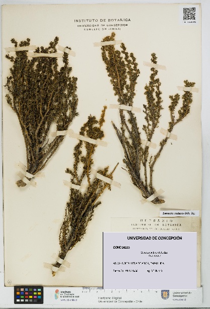 Senecio nutans [Espécimen: UDEC:CONC:0026223]