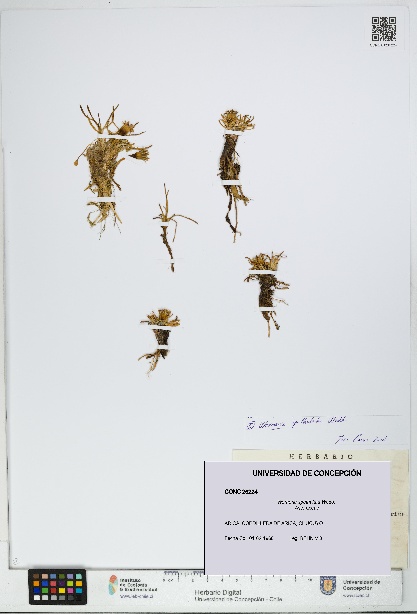 Werneria spathulata [Espécimen: UDEC:CONC:0026224]