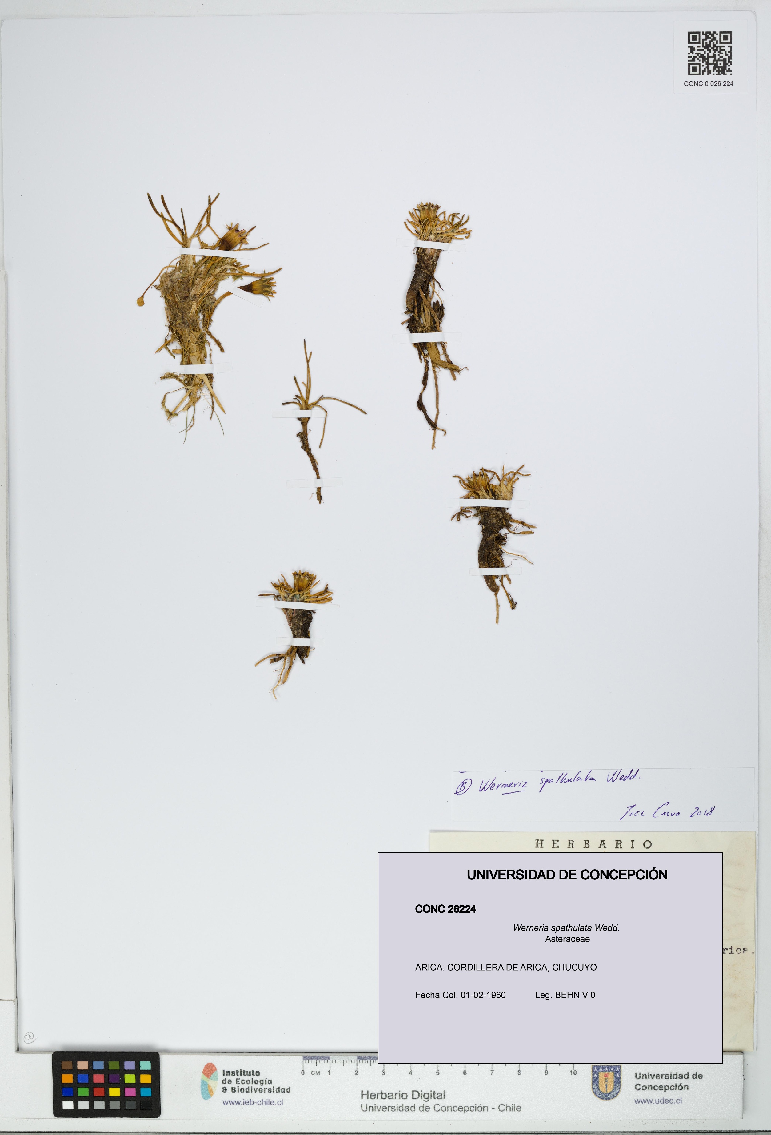 Werneria spathulata [Espécimen: UDEC:CONC:0026224]