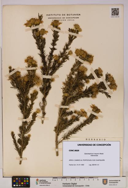 Diplostephium meyenii [Espécimen: UDEC:CONC:0026225]