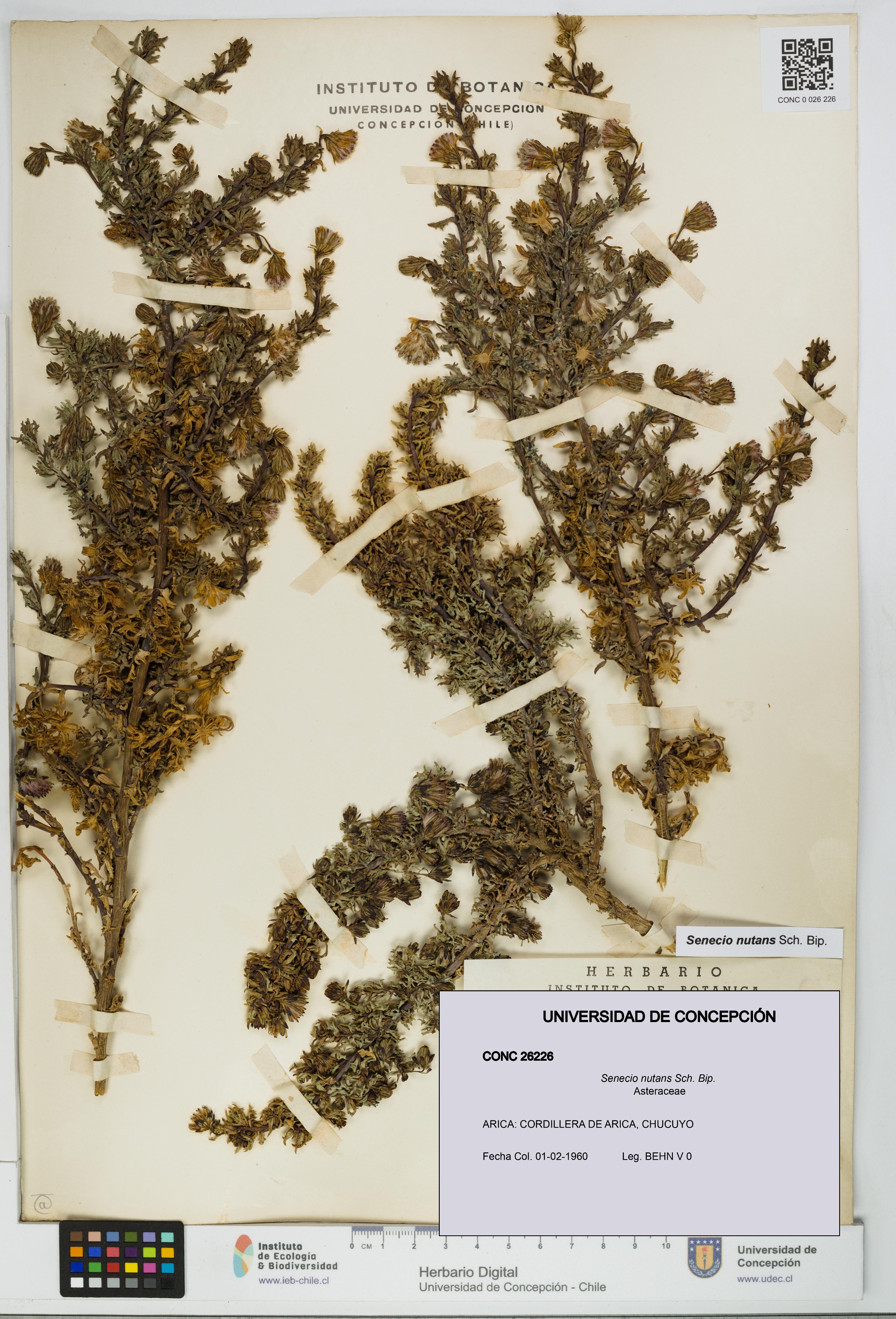 Senecio nutans [Espécimen: UDEC:CONC:0026226]