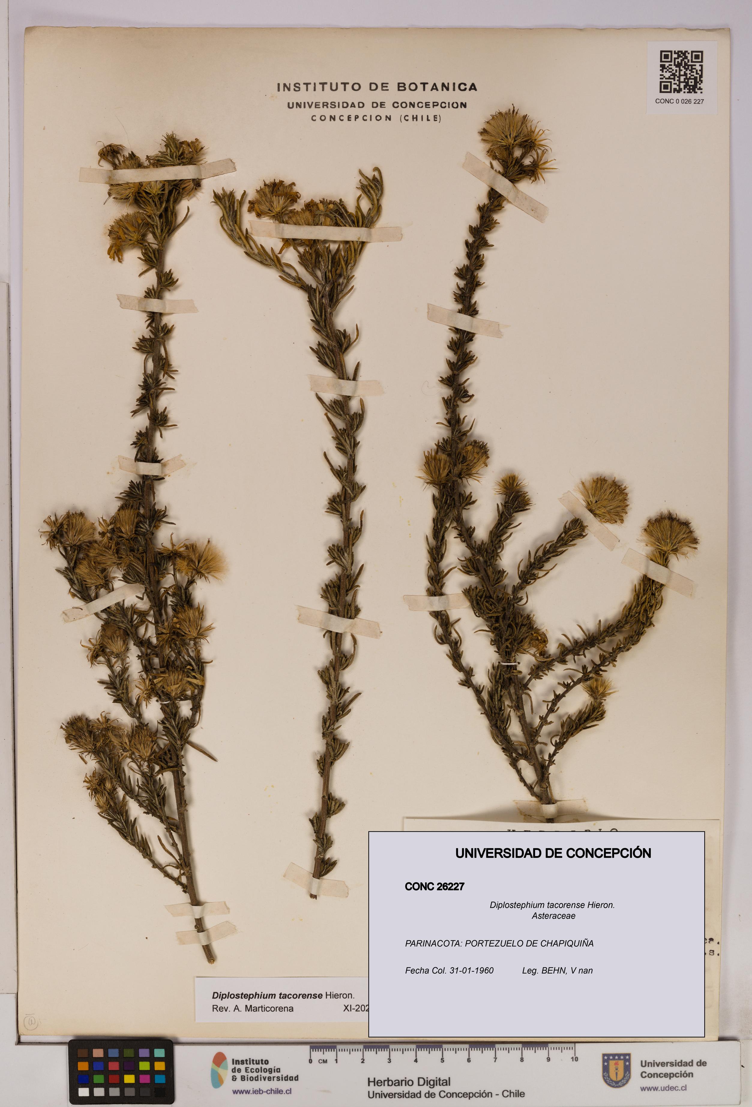 Diplostephium tacorense [Espécimen: UDEC:CONC:0026227]