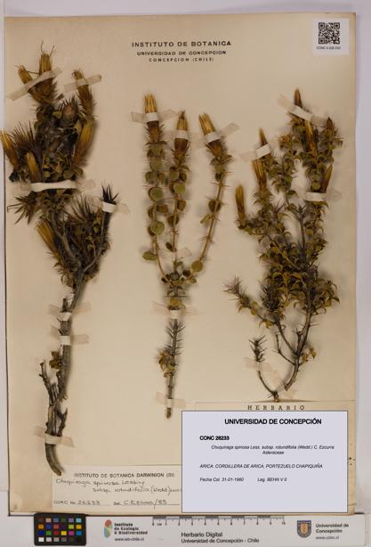 Chuquiraga spinosa subsp. rotundifolia [Espécimen: UDEC:CONC:0026233]