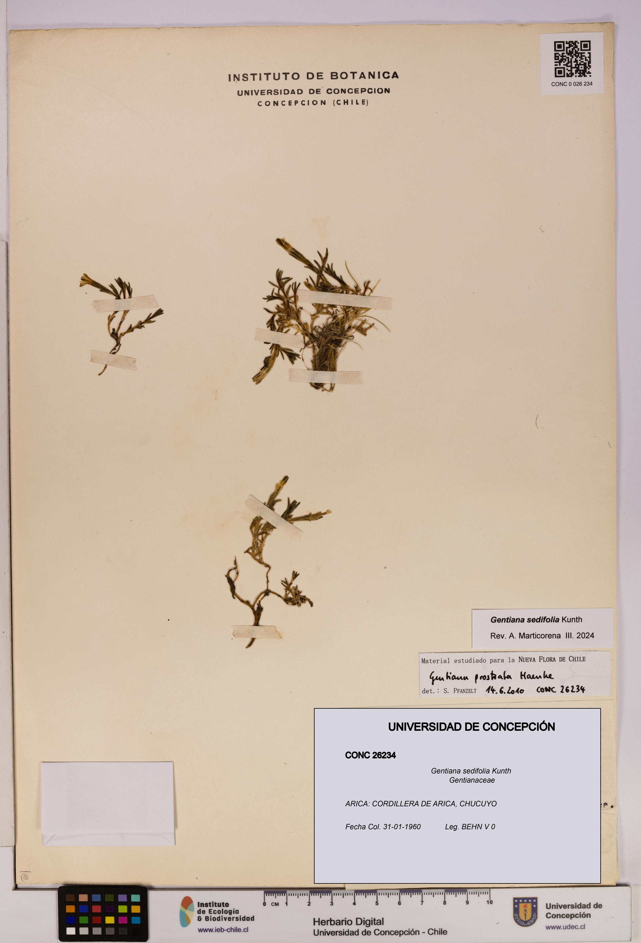 Gentiana sedifolia [Espécimen: UDEC:CONC:0026234]
