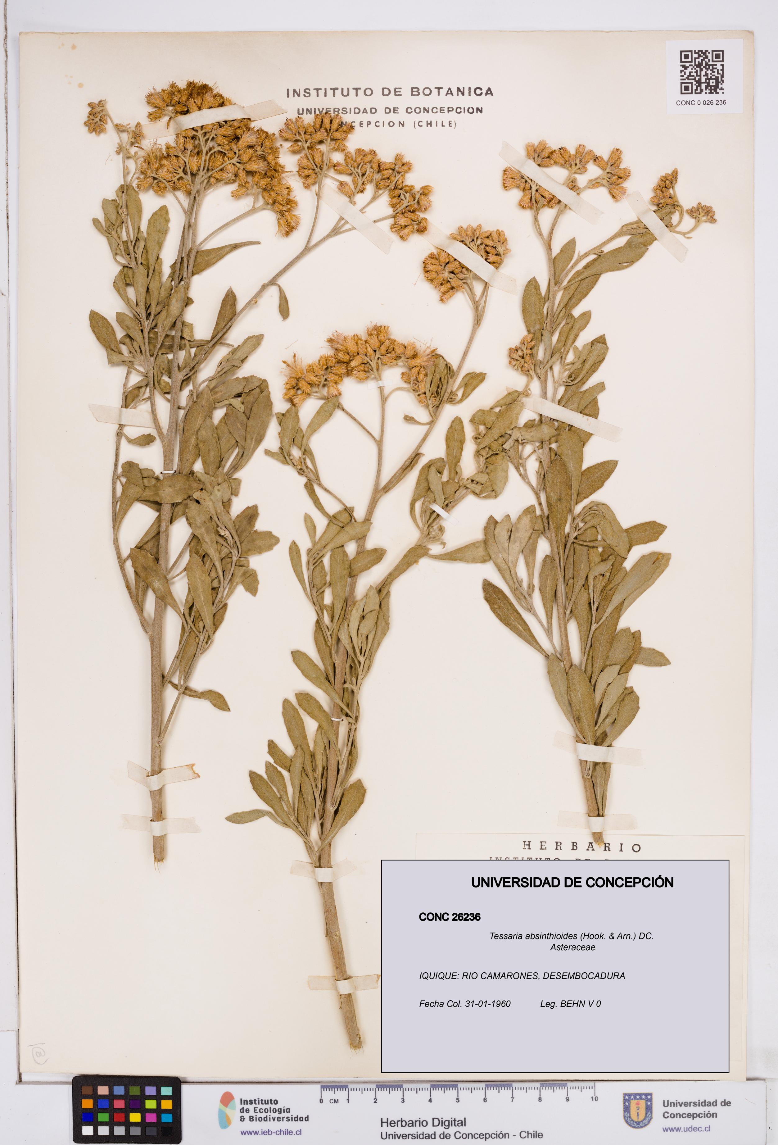 Tessaria absinthioides [Espécimen: ]