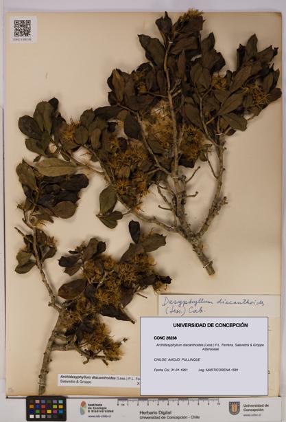 Archidasyphyllum diacanthoides [Espécimen: UDEC:CONC:0026238]