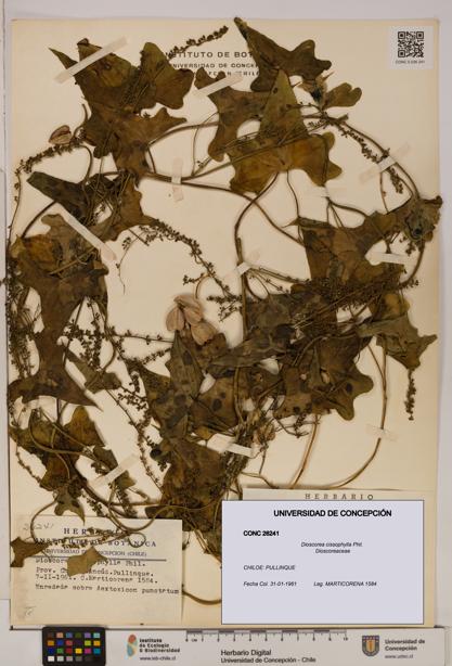 Dioscorea cissophylla [Espécimen: ]