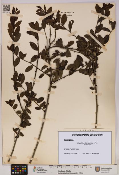 Myoschilos oblongus [Espécimen: UDEC:CONC:0026243]