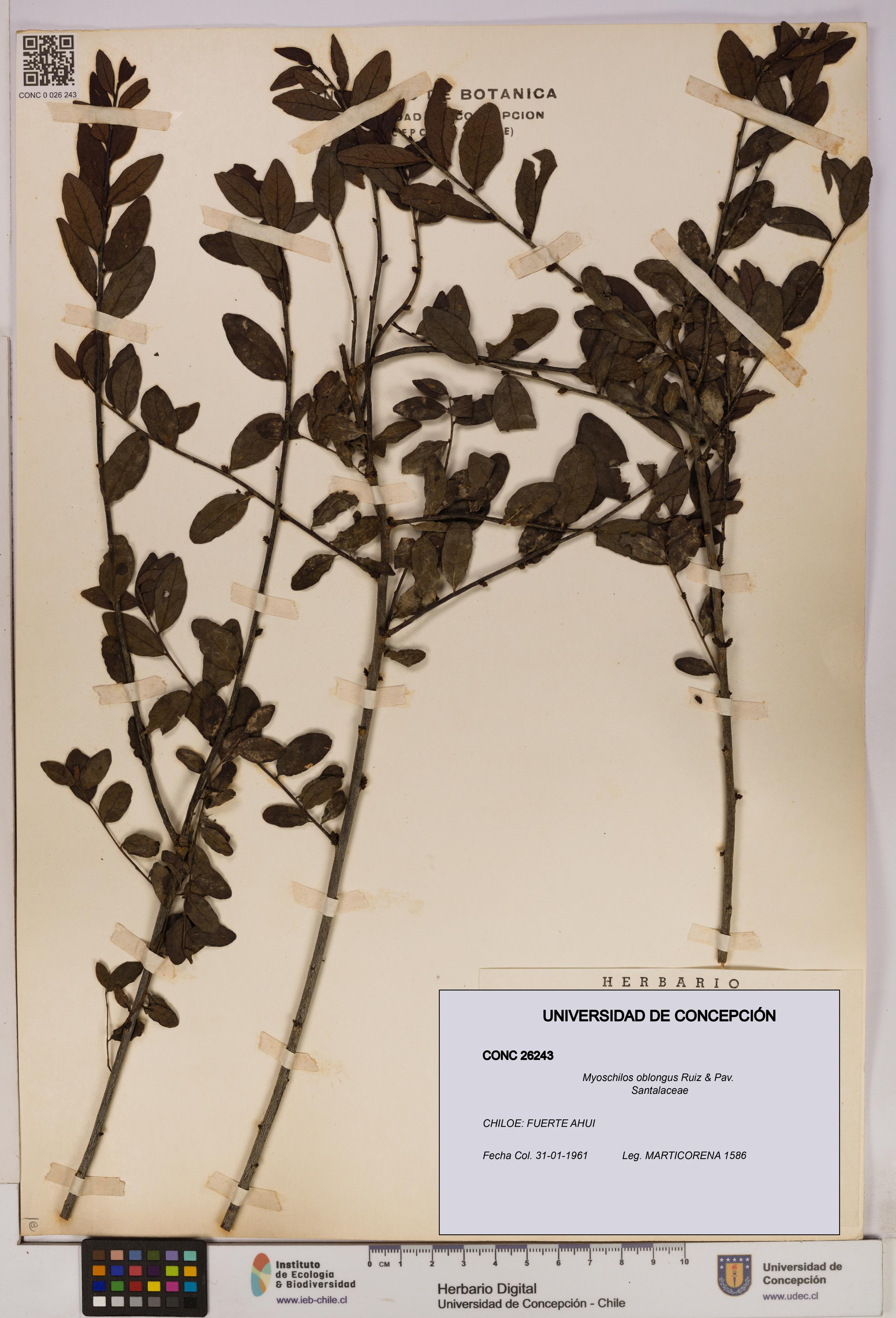 Myoschilos oblongus [Espécimen: UDEC:CONC:0026243]