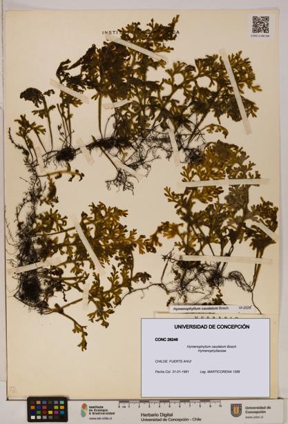 Hymenophyllum caudatum [Espécimen: UDEC:CONC:0026246]