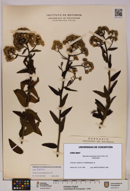 Baccharis racemosa [Espécimen: UDEC:CONC:0026247]