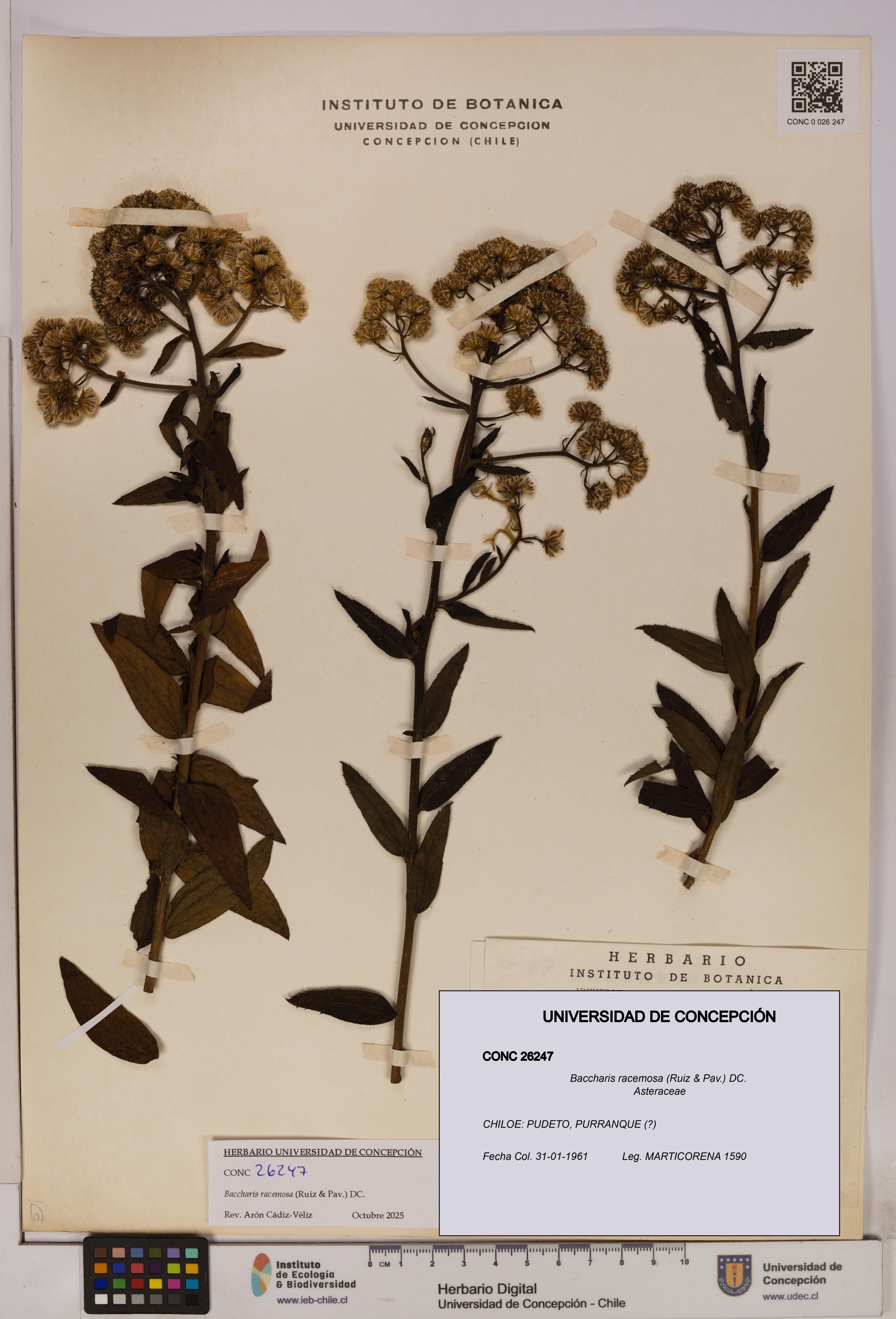 Baccharis racemosa [Espécimen: UDEC:CONC:0026247]