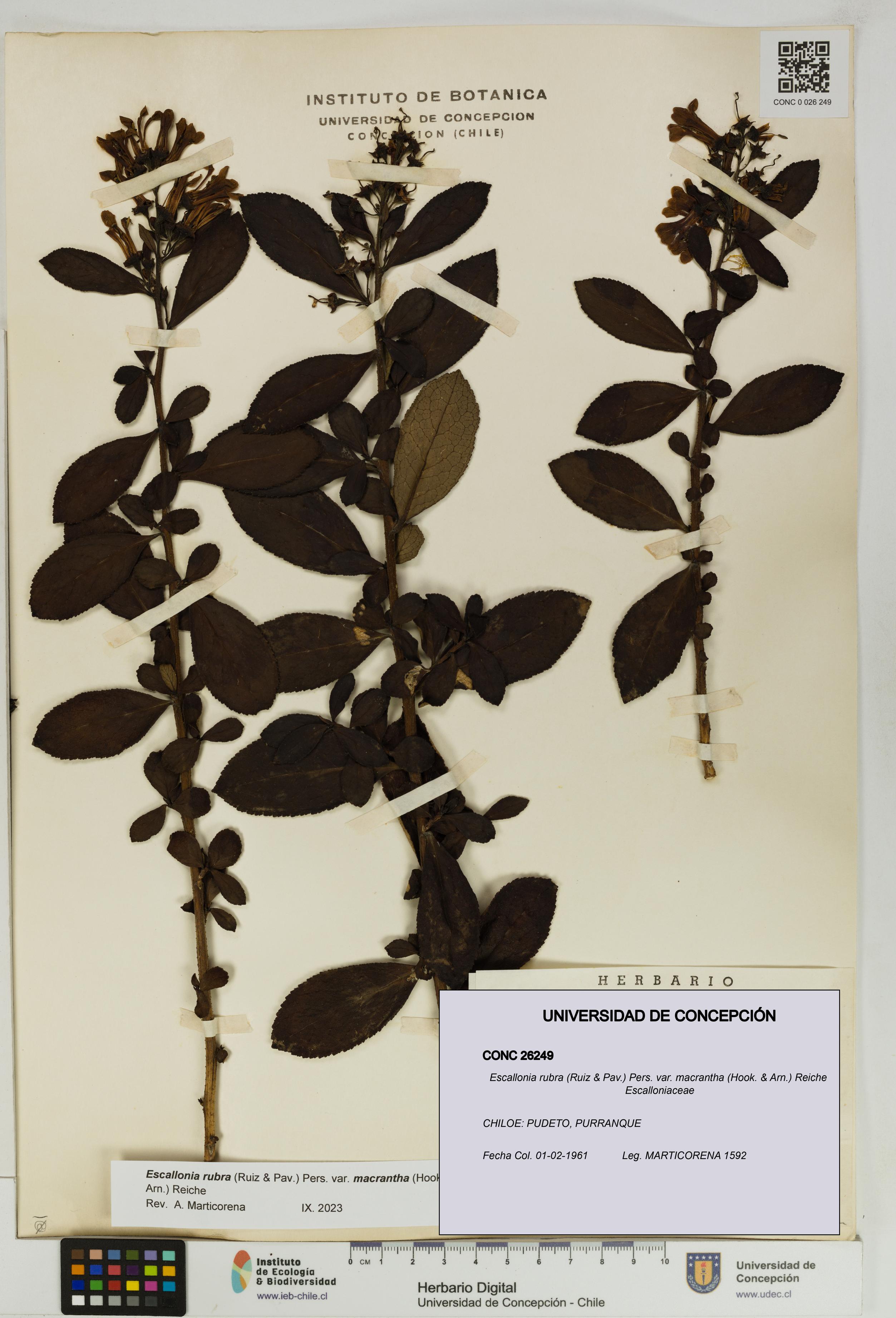 Escallonia rubra var. macrantha [Espécimen: UDEC:CONC:0026249]