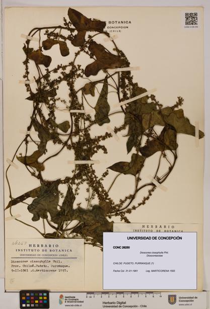 Dioscorea cissophylla [Espécimen: ]