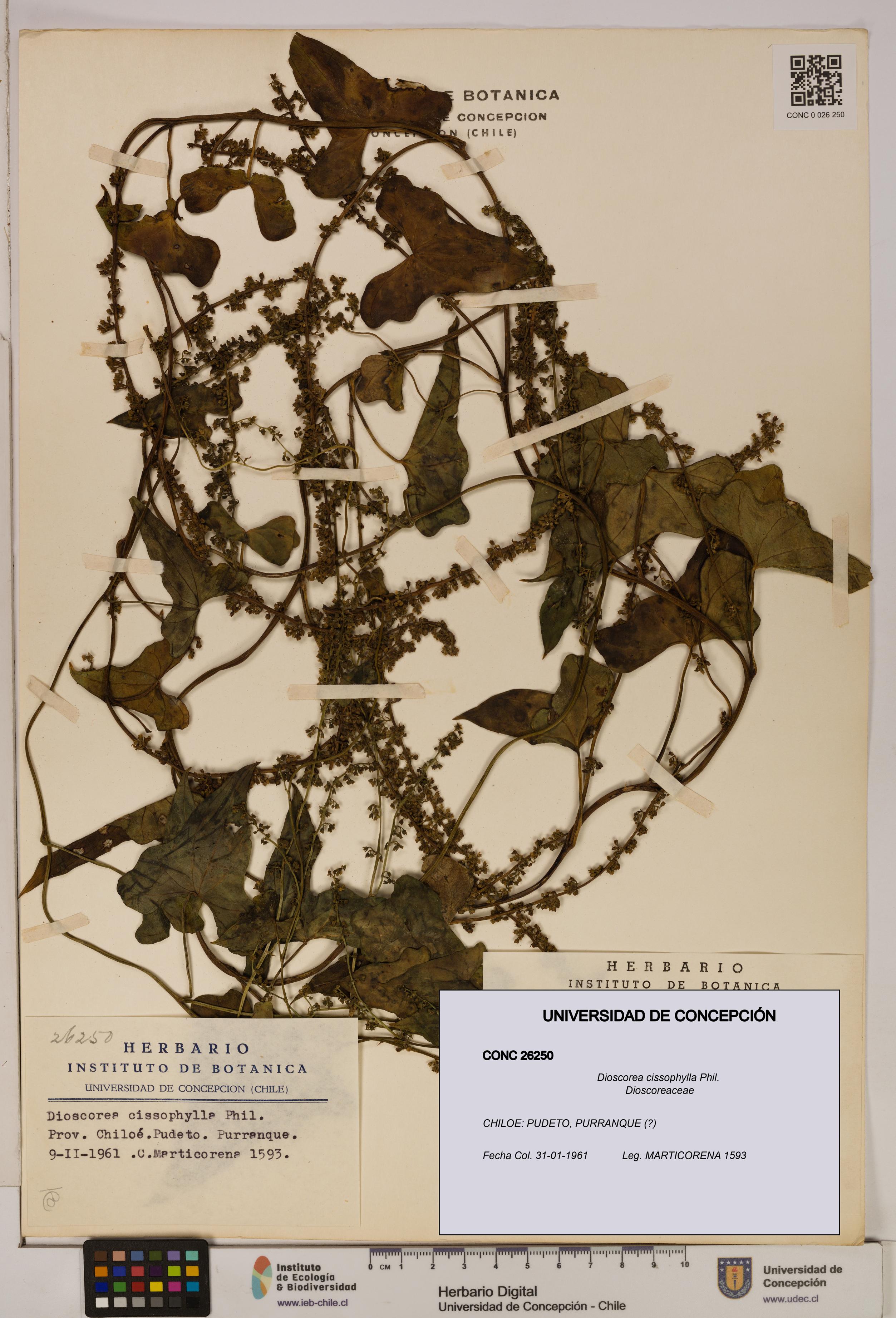 Dioscorea cissophylla [Espécimen: ]