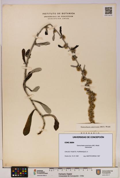 Gamochaeta americana [Espécimen: UDEC:CONC:0026254]