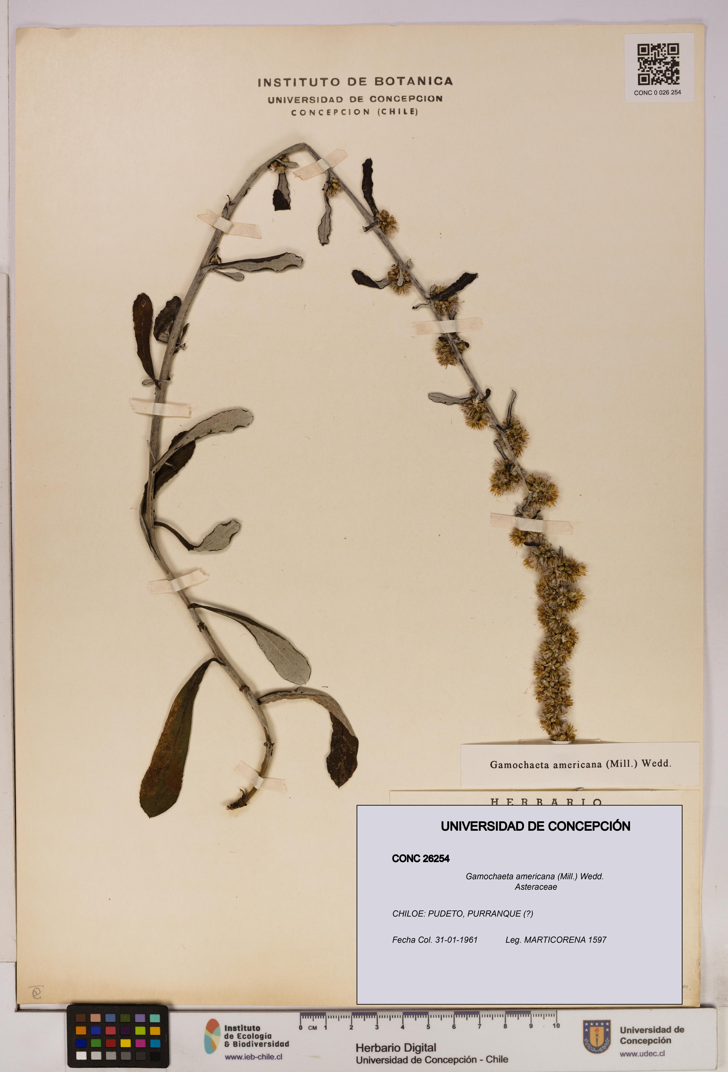 Gamochaeta americana [Espécimen: UDEC:CONC:0026254]