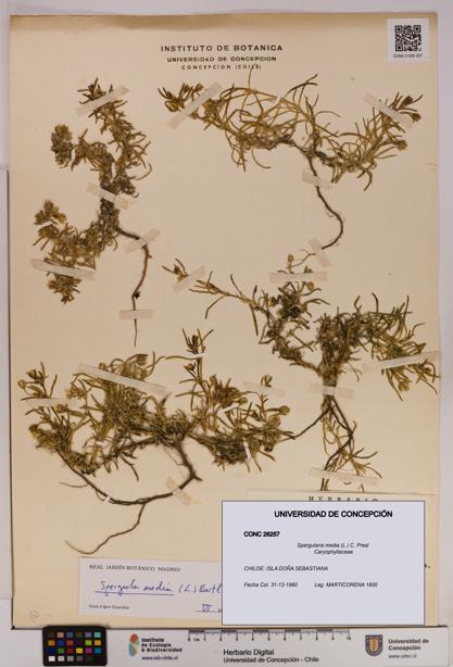 Spergularia media [Espécimen: UDEC:CONC:0026257]