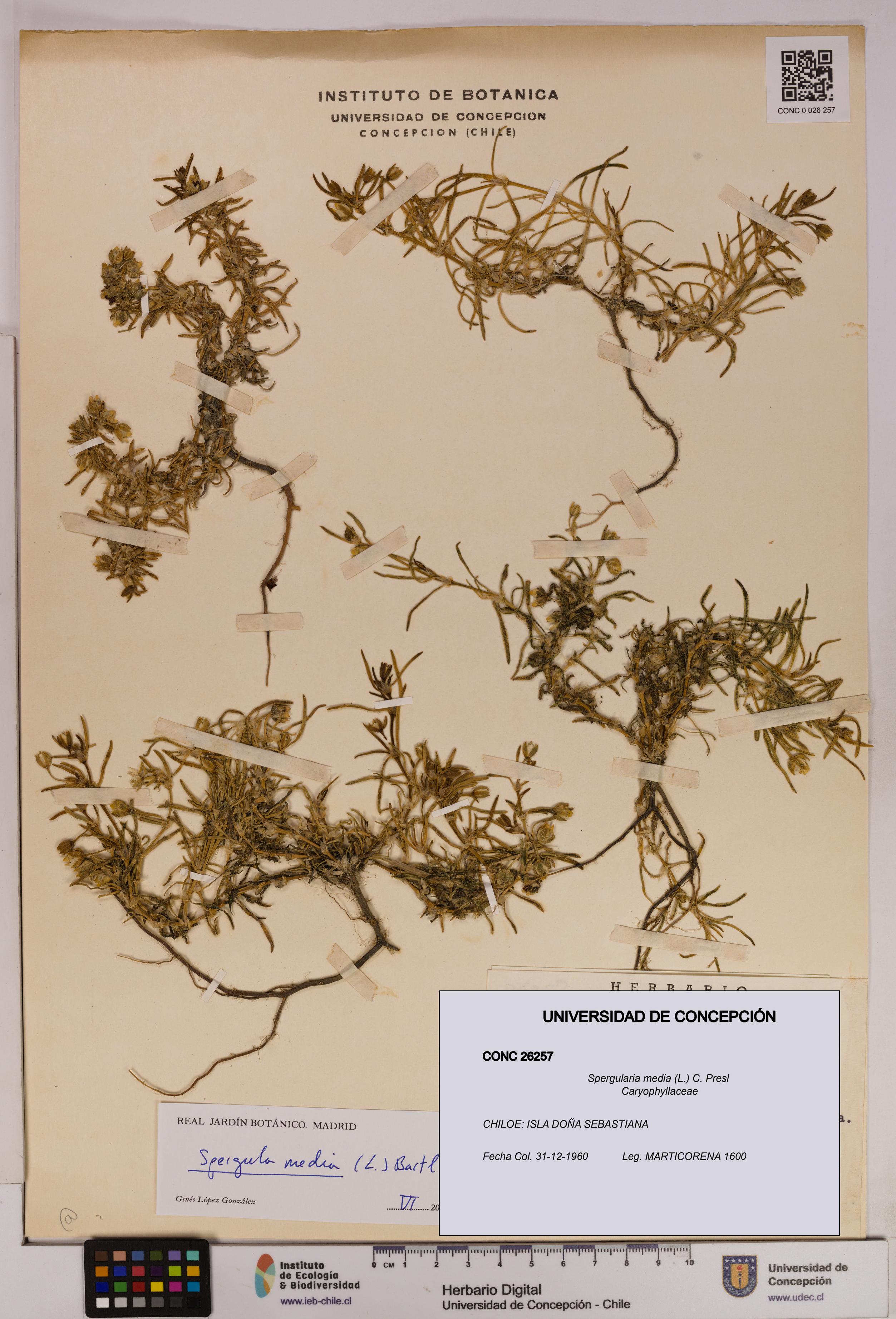 Spergularia media [Espécimen: UDEC:CONC:0026257]