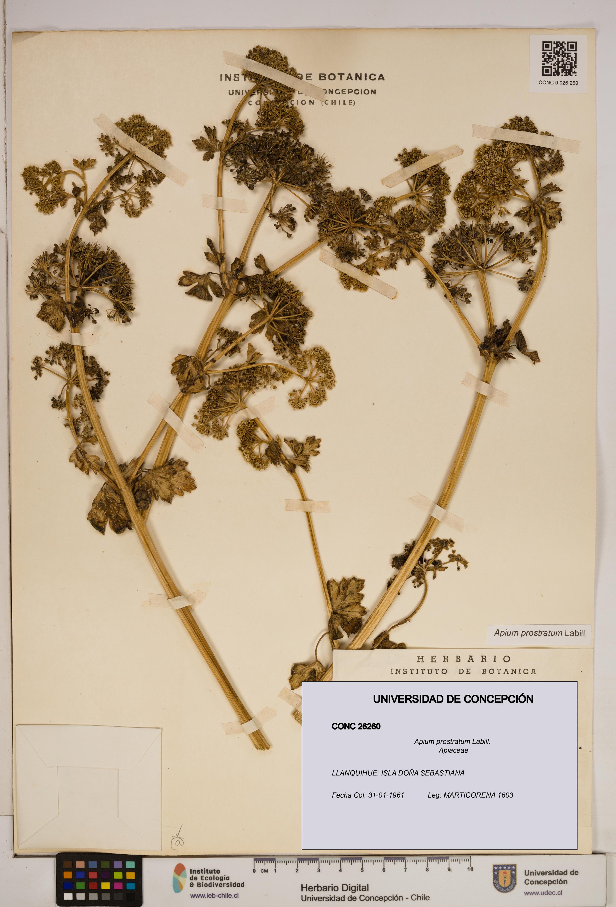 Apium prostratum [Espécimen: ]