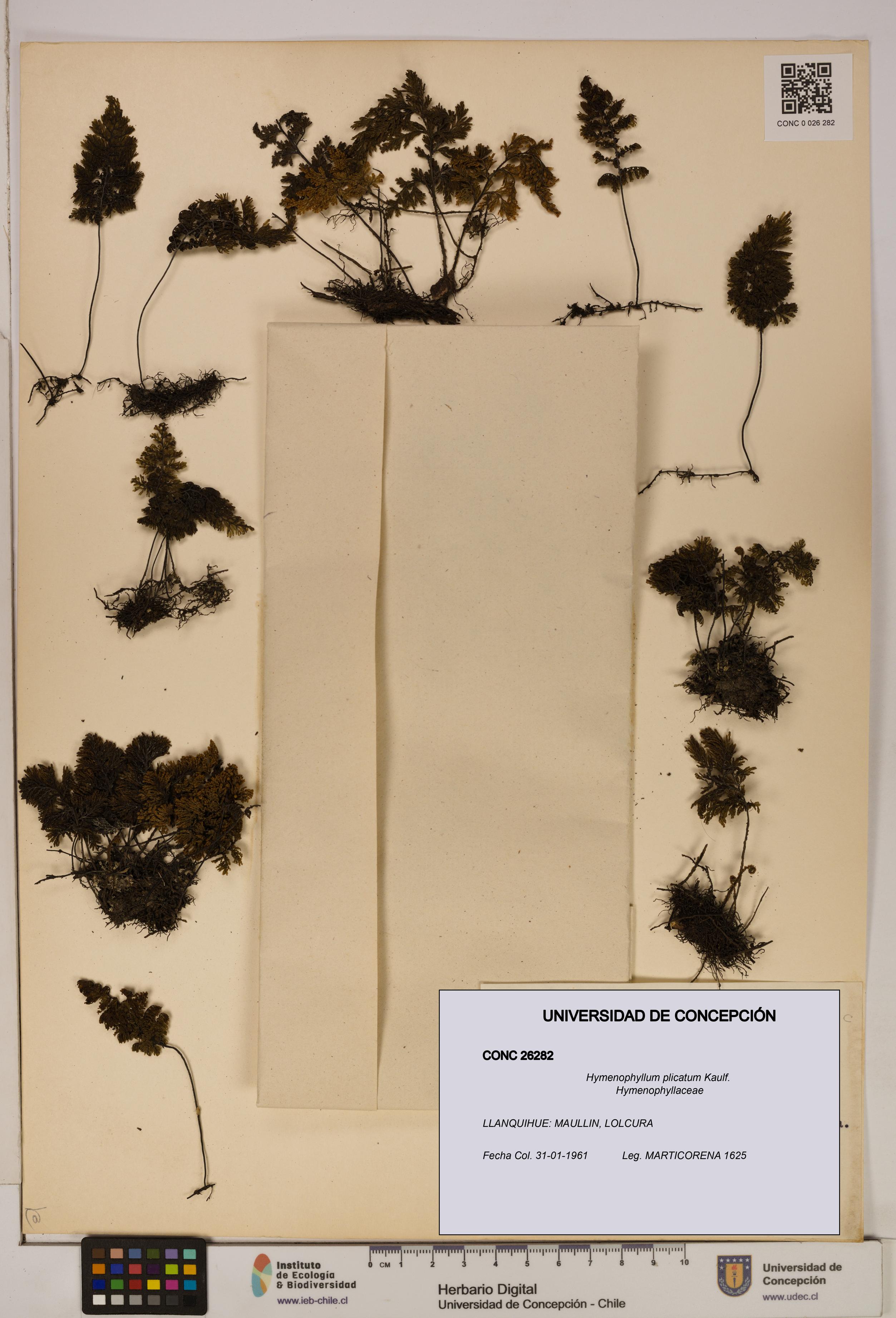 Hymenophyllum plicatum [Espécimen: ]