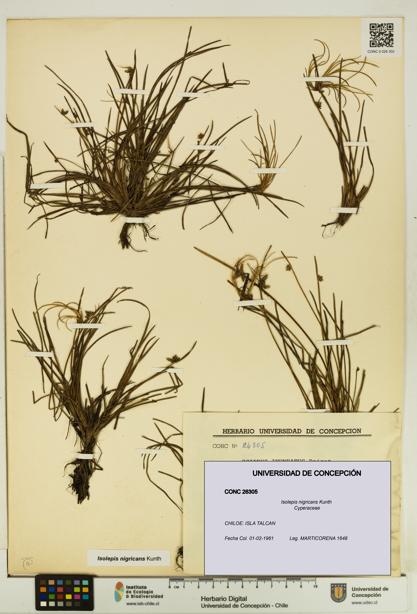 Isolepis nigricans [Espécimen: UDEC:CONC:0026305]