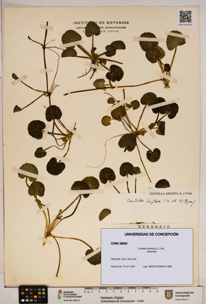 Centella asiatica [Espécimen: ]