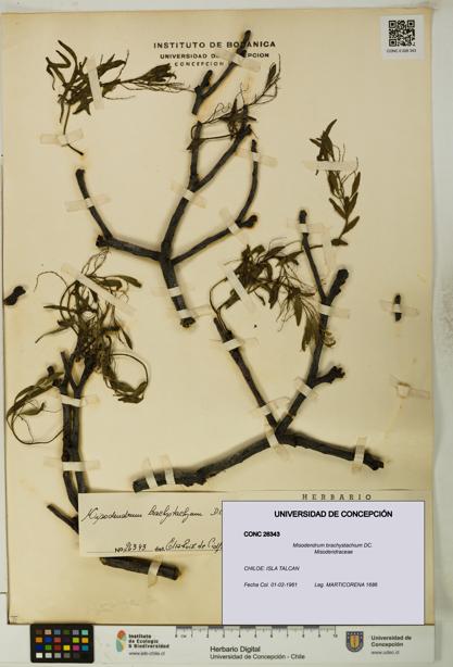 Misodendrum brachystachium [Espécimen: UDEC:CONC:0026343]