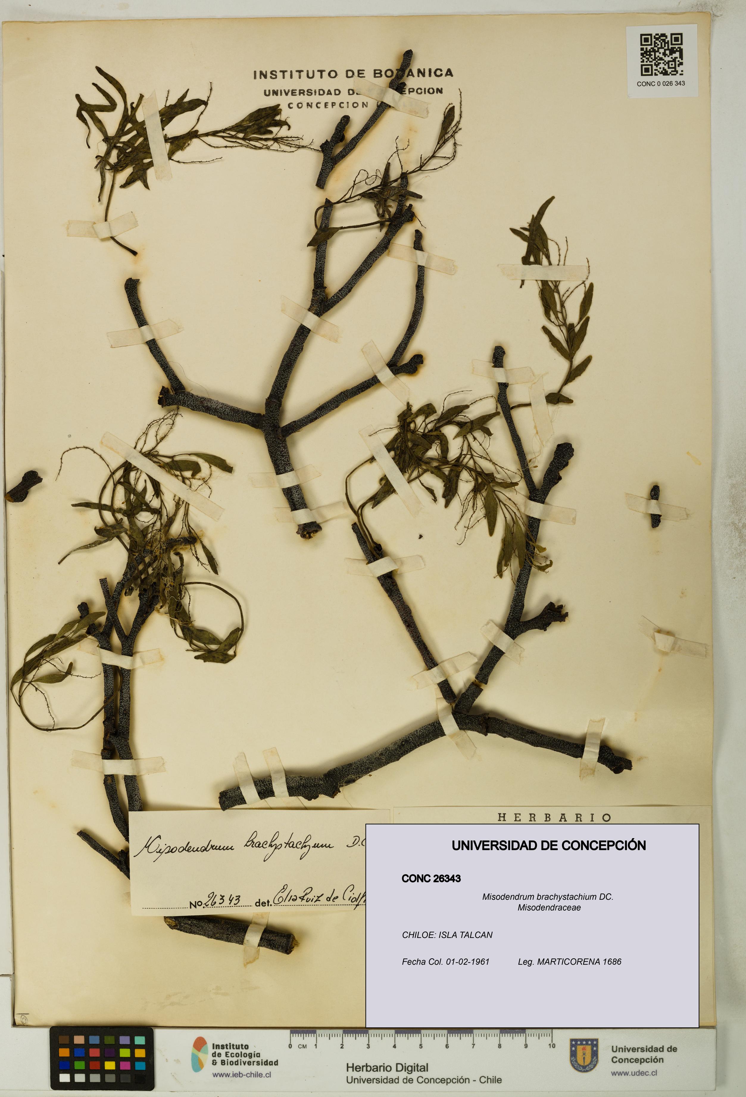 Misodendrum brachystachium [Espécimen: UDEC:CONC:0026343]