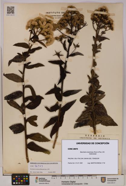 Baccharis racemosa [Espécimen: UDEC:CONC:0026373]