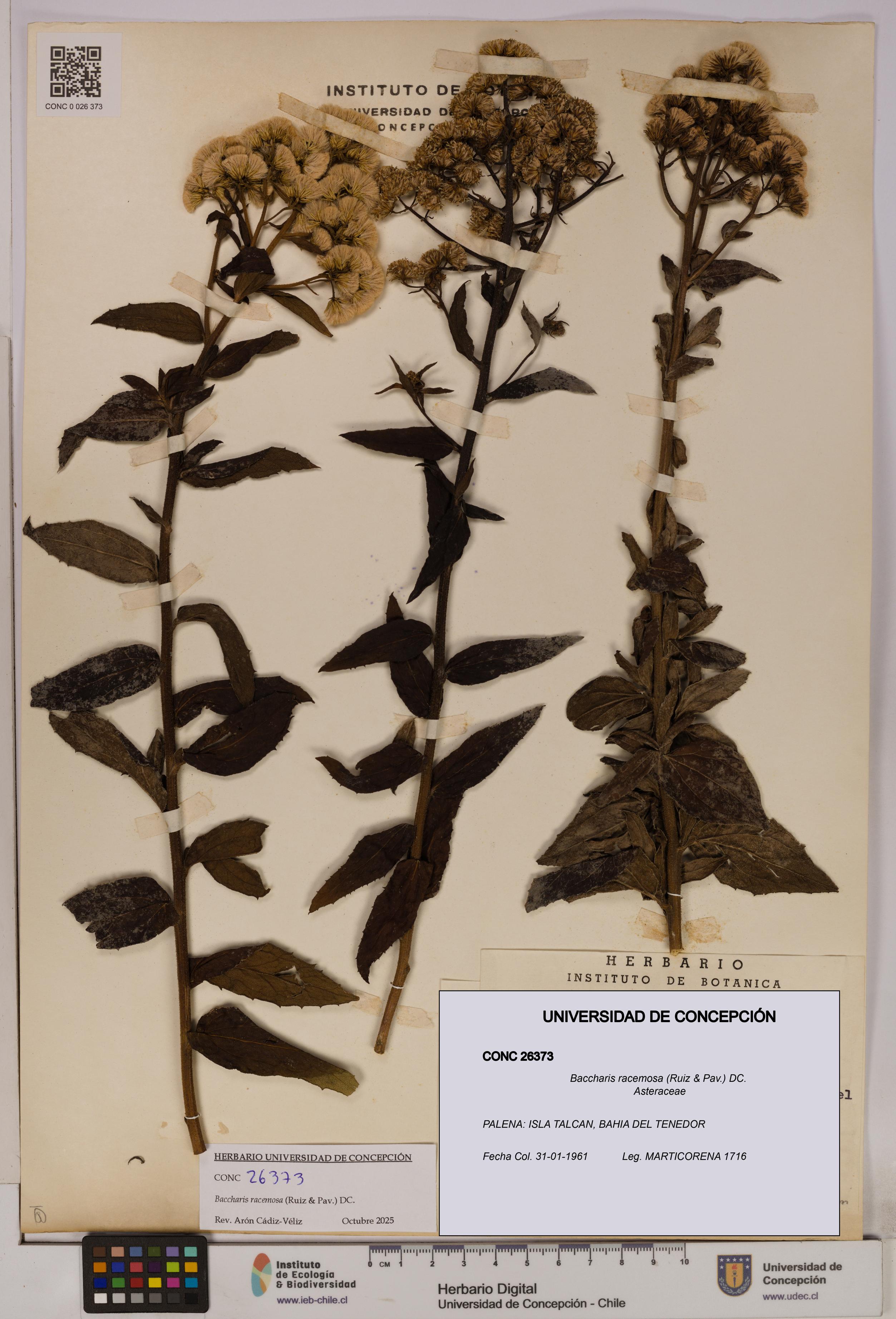 Baccharis racemosa [Espécimen: UDEC:CONC:0026373]