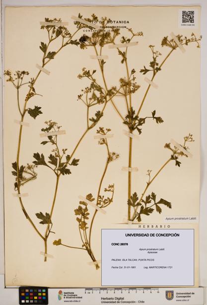 Apium prostratum [Espécimen: ]