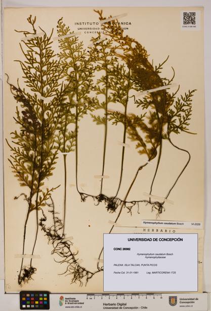 Hymenophyllum caudatum [Espécimen: UDEC:CONC:0026382]