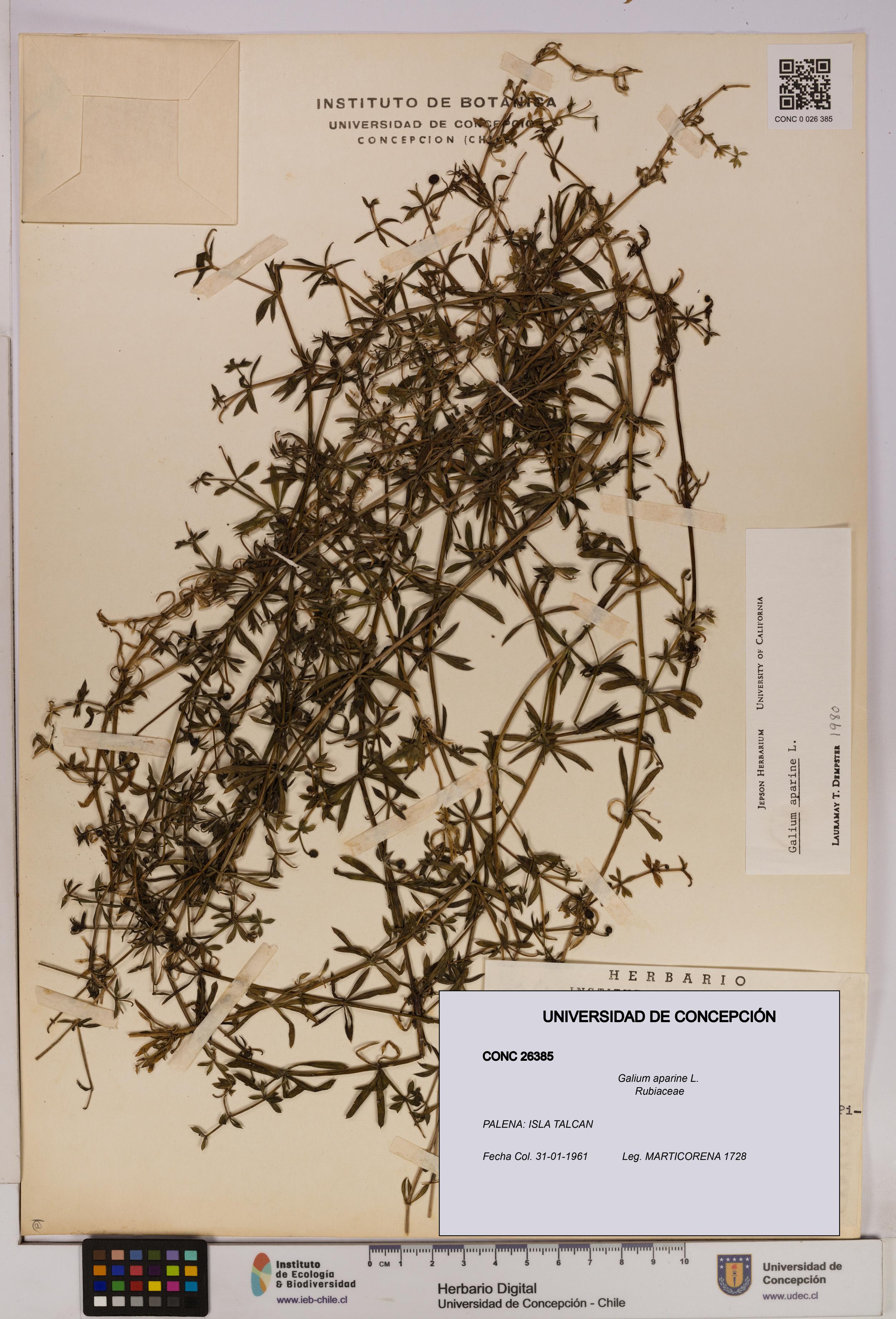 Galium aparine [Espécimen: UDEC:CONC:0026385]