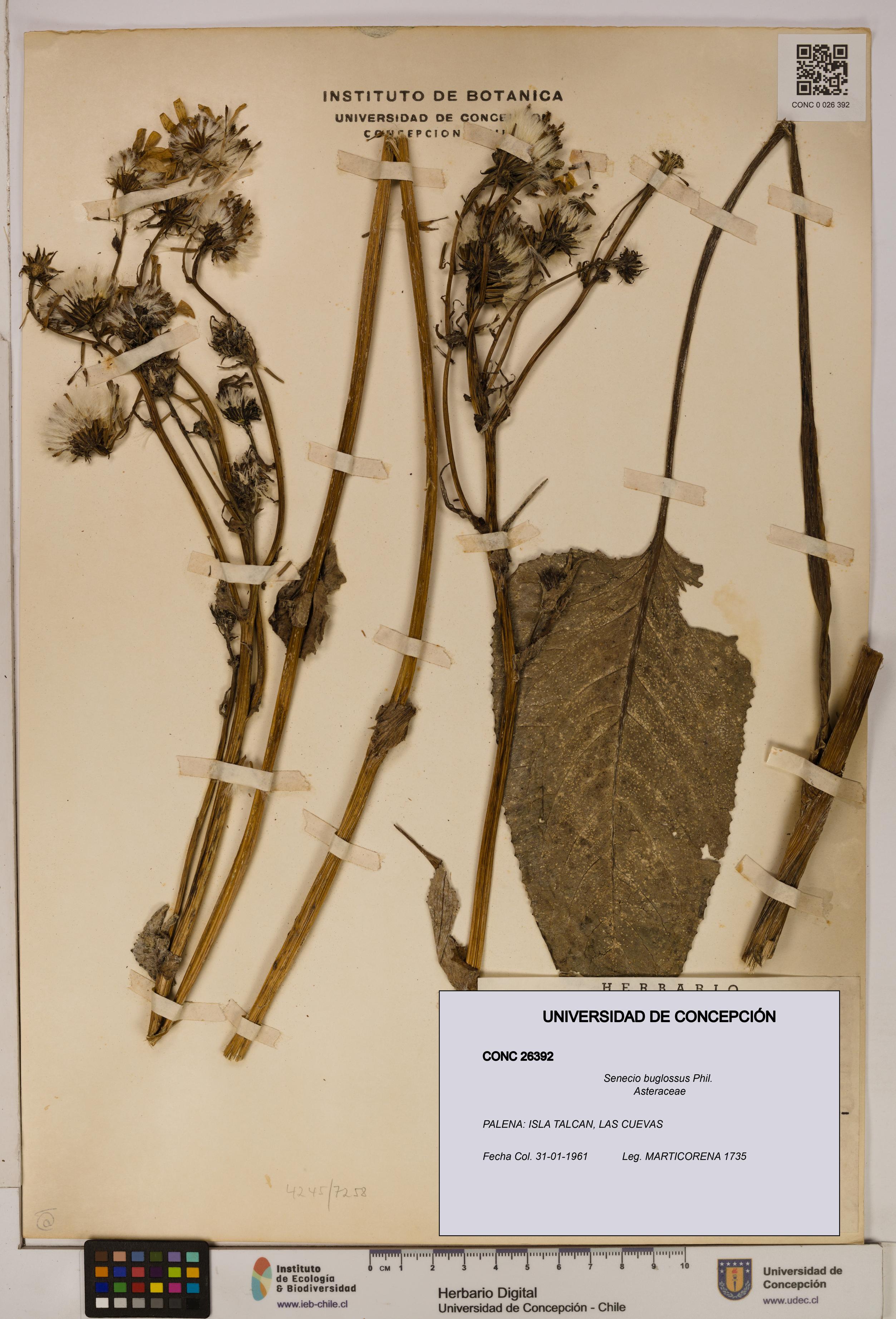 Senecio buglossus [Espécimen: UDEC:CONC:0026392]
