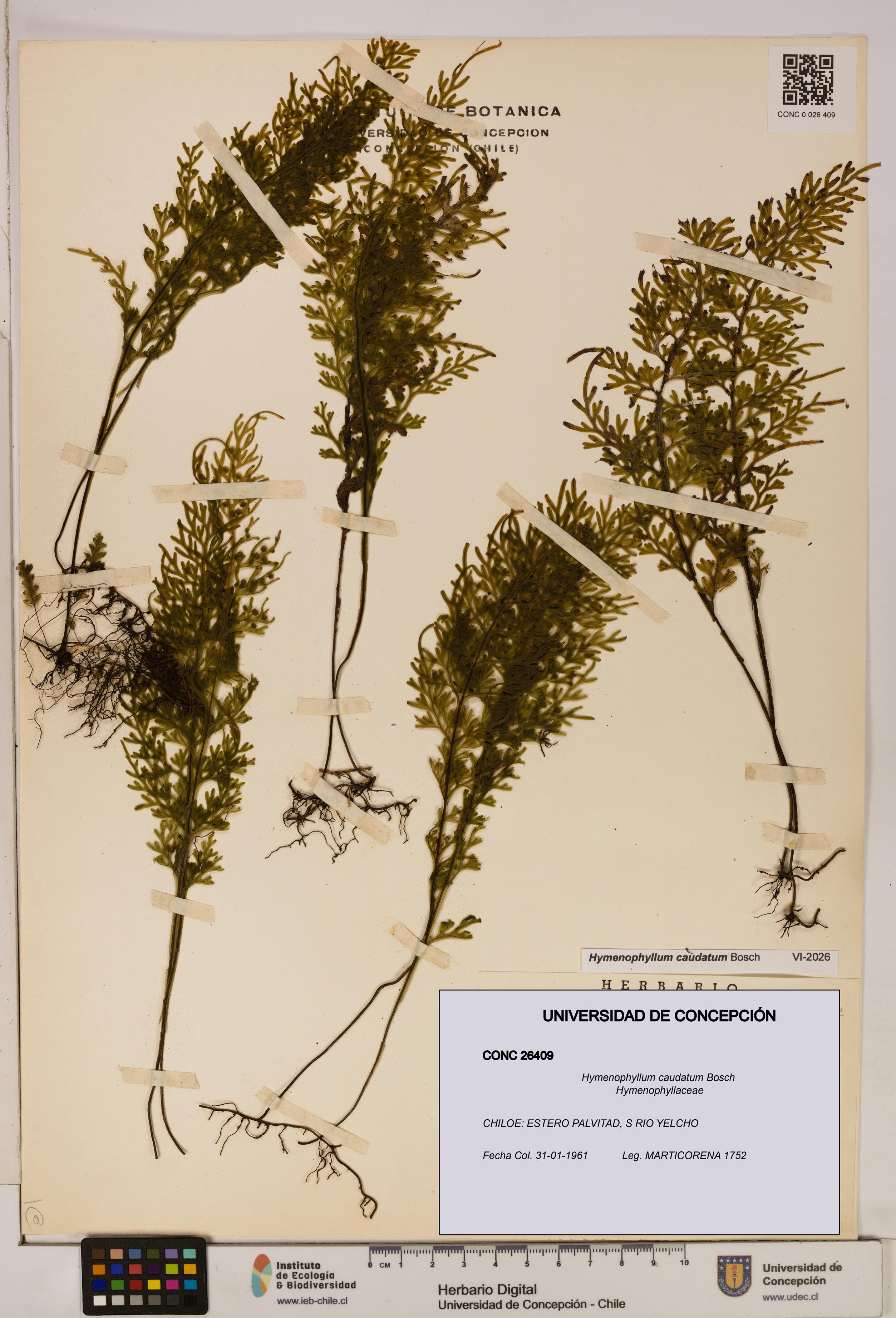Hymenophyllum caudatum [Espécimen: UDEC:CONC:0026409]