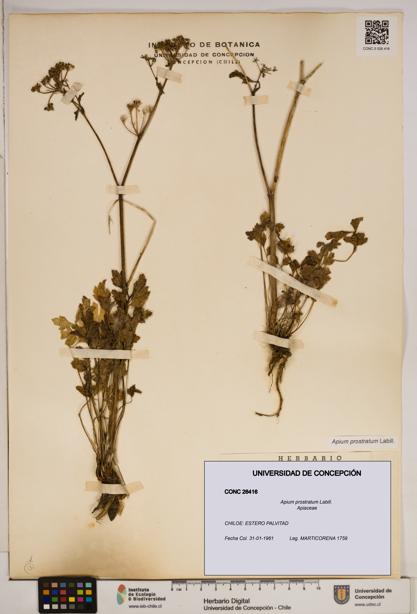 Apium prostratum [Espécimen: ]