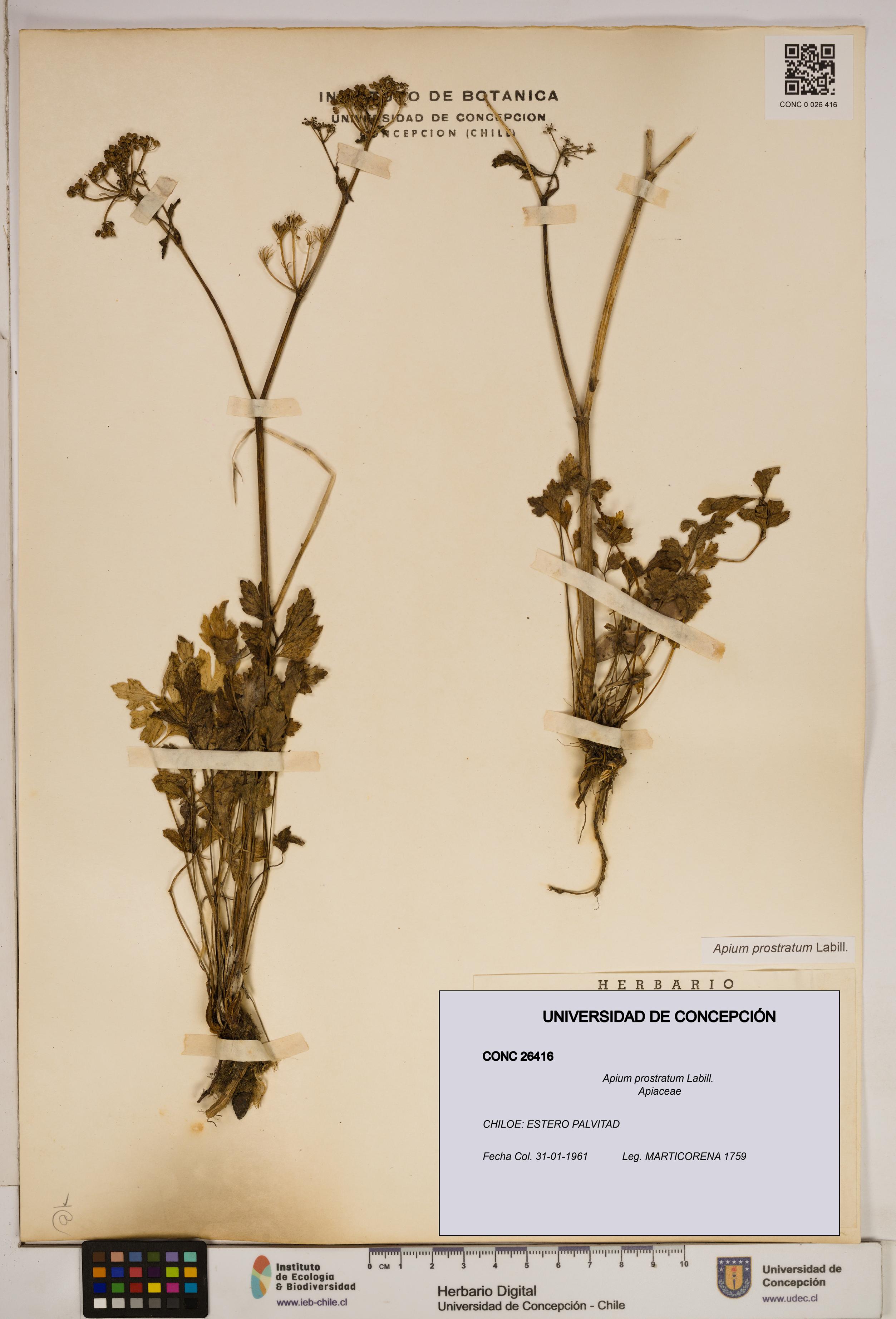 Apium prostratum [Espécimen: ]