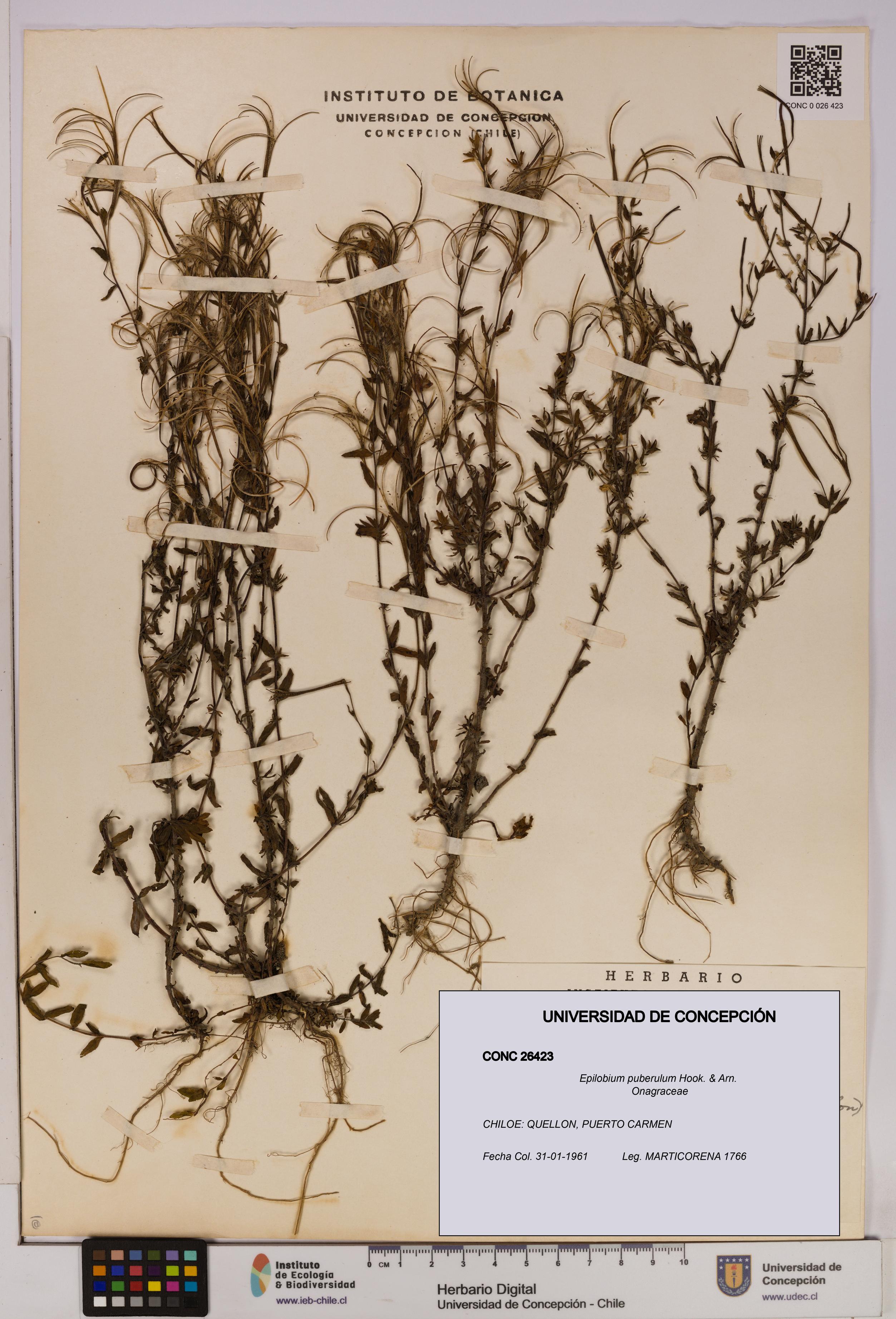 Epilobium puberulum [Espécimen: UDEC:CONC:0026423]