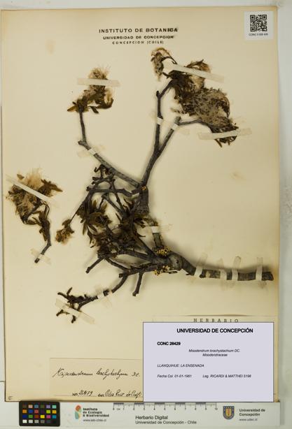 Misodendrum brachystachium [Espécimen: UDEC:CONC:0026429]
