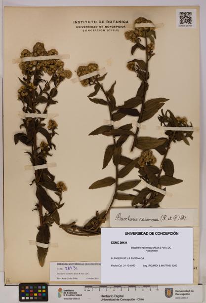 Baccharis racemosa [Espécimen: UDEC:CONC:0026431]